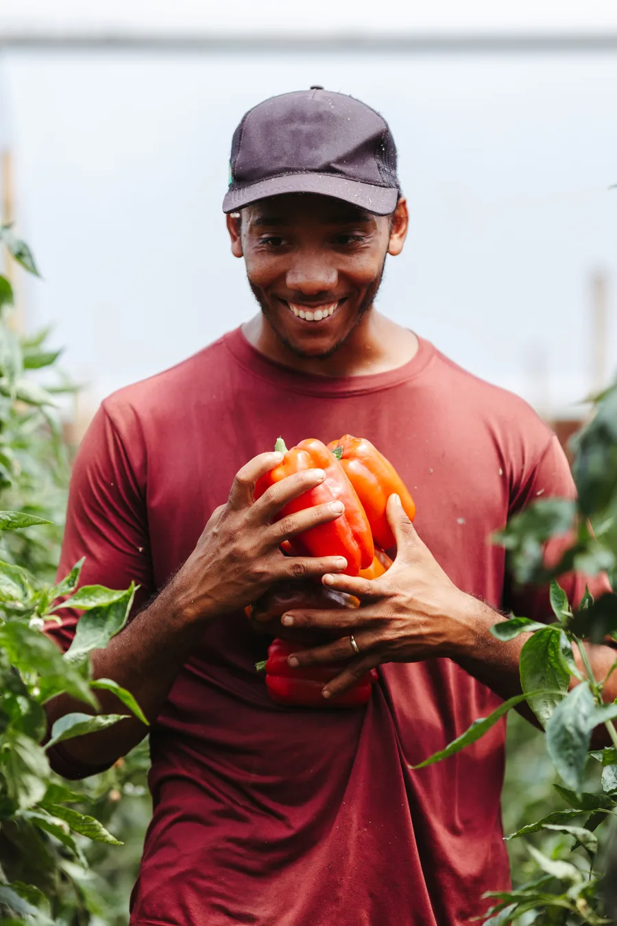 A verified WiMakit farmer holding freshly picked bell peppers
